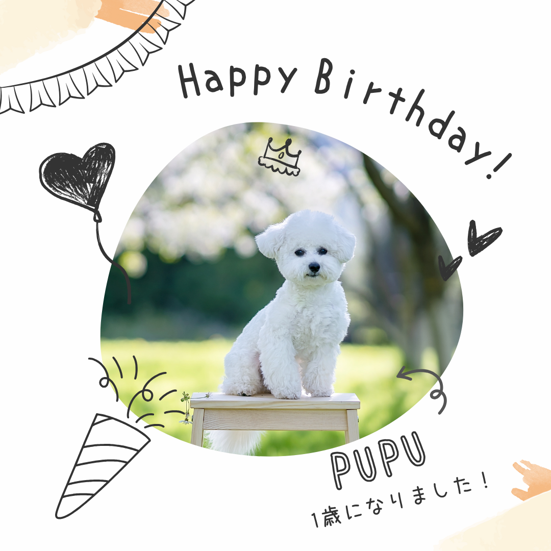愛犬家が選ぶ！心に残るバルーンアレンジ3選