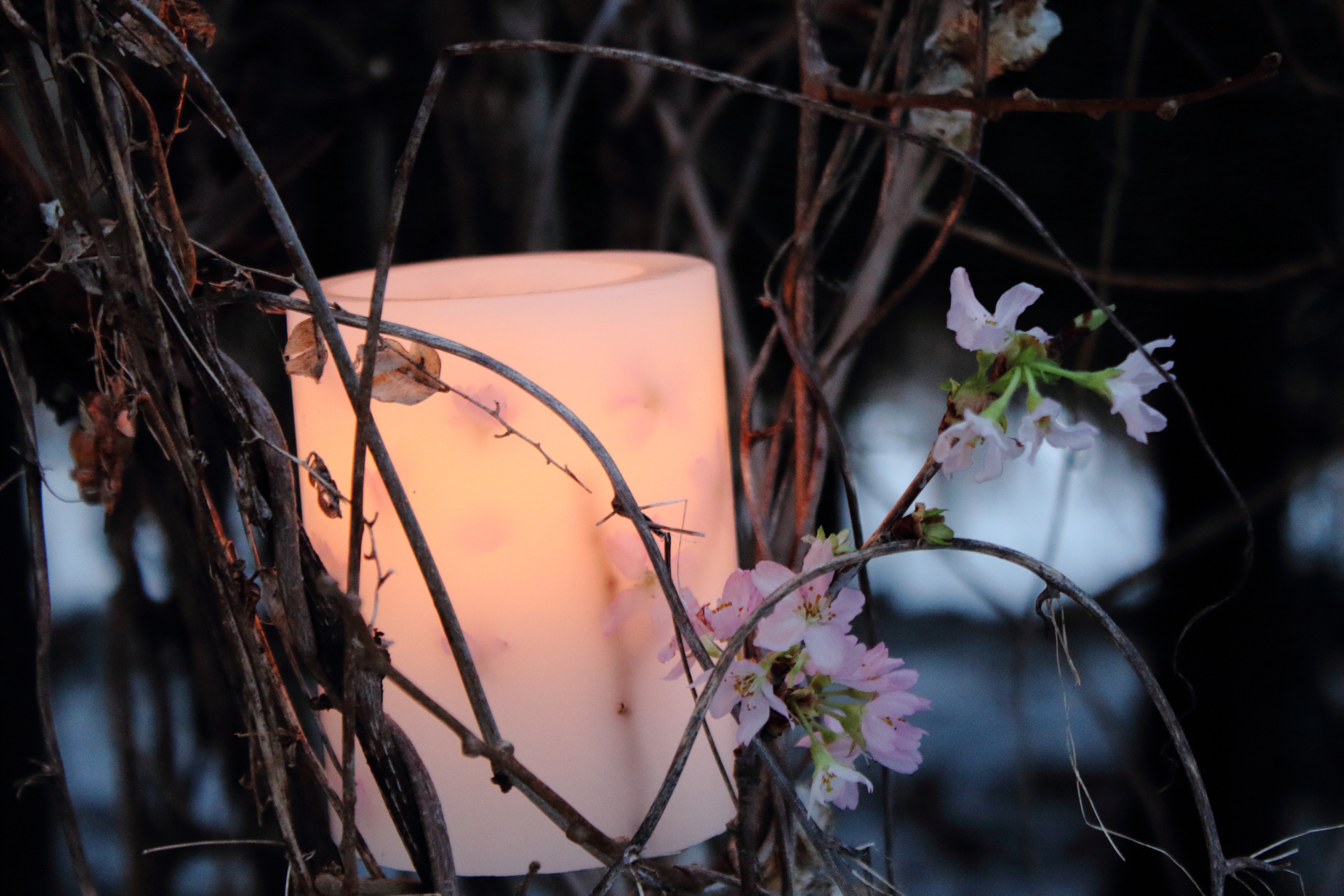 sakura Botanical candle 2022 販売スタート致しました。