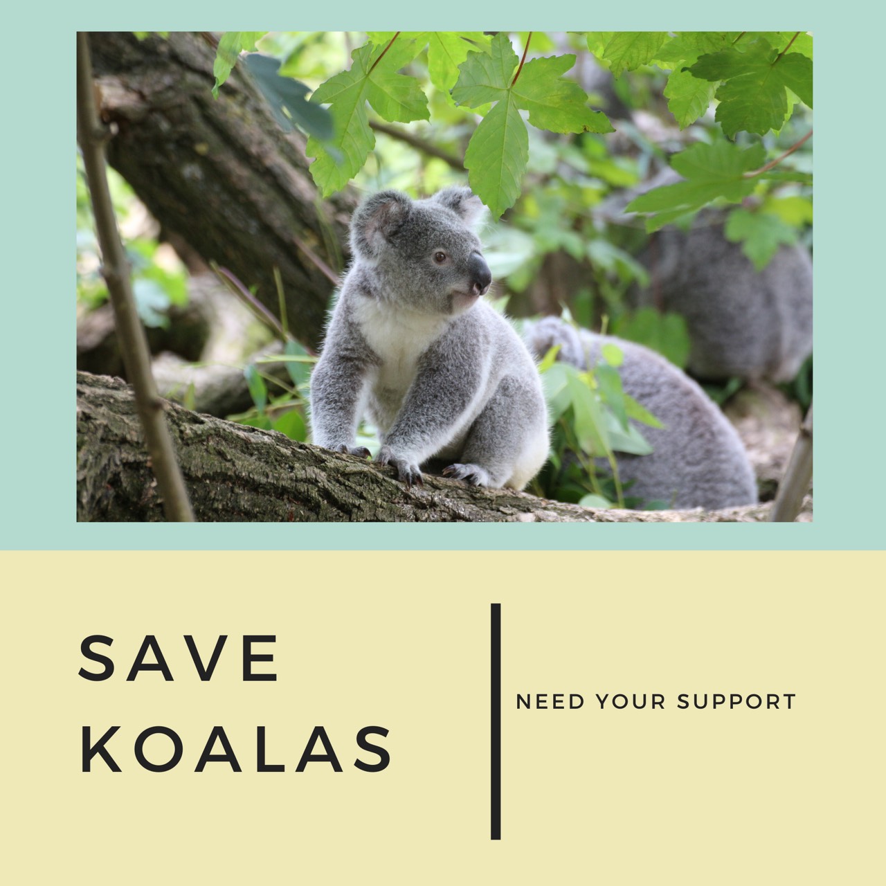 オーストラリアの火災について私達ができること