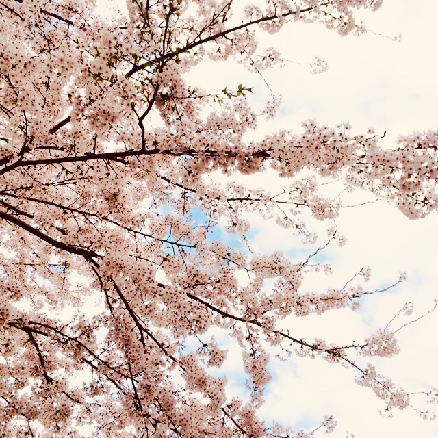 私にとっての〝ＭＬＭ〟