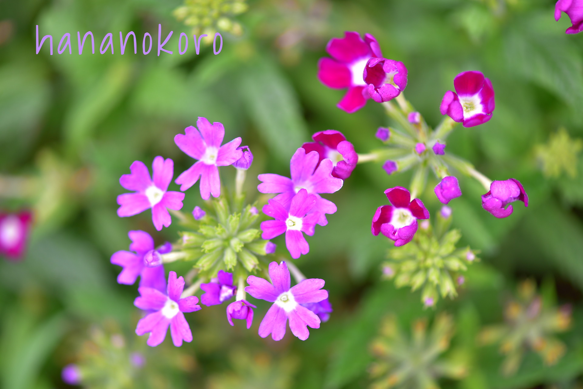Blog 障がい者が描く花イラストの雑貨販売 Hananokoro はなのころ Blog 障がい者が描く花イラストの雑貨販売 Hananokoro はなのころ