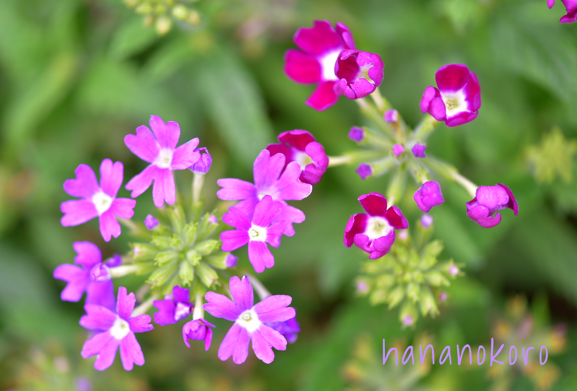 Blog 障がい者が描く花イラストの雑貨販売 Hananokoro はなのころ Blog 障がい者が描く花イラストの雑貨販売 Hananokoro はなのころ