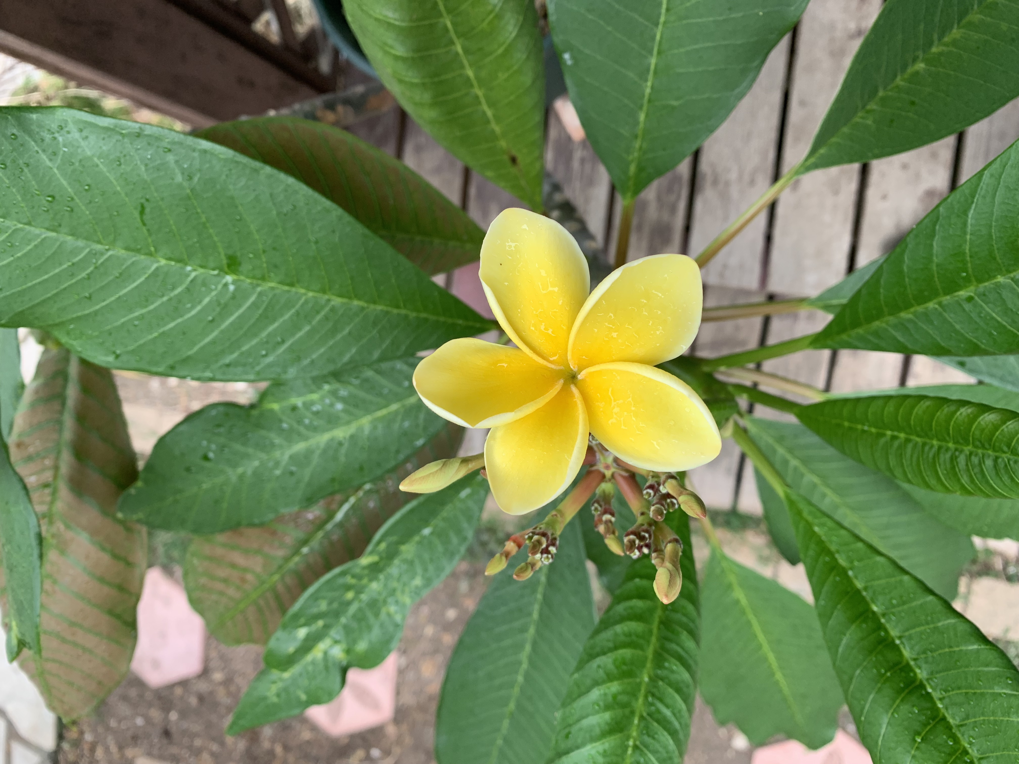 フラワーエッセンスで起こる癒しとは?