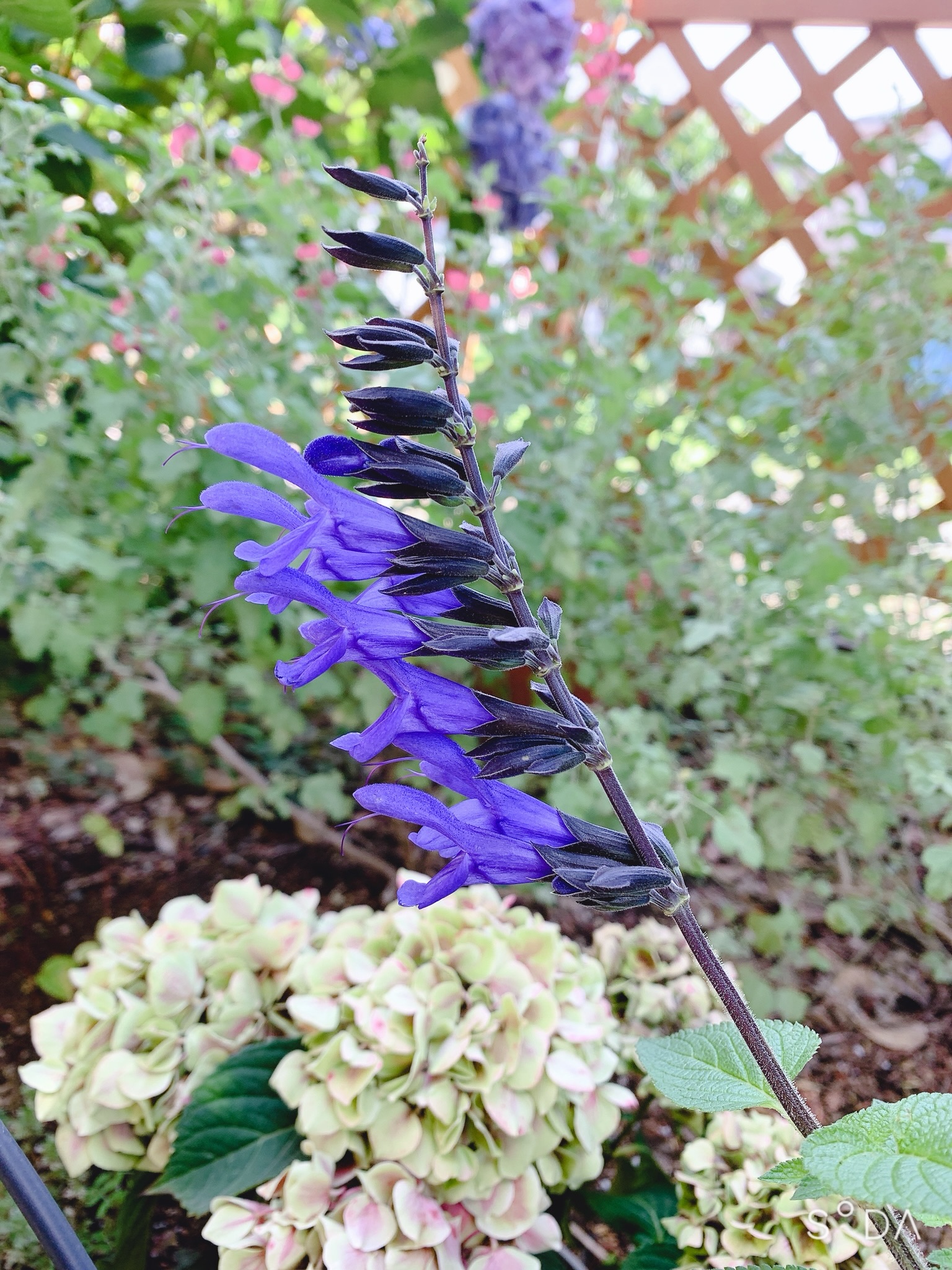 結局コロナウイルスとは何者なのか?