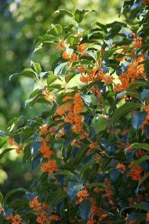 できないことへの憧れ