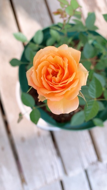 【天秤座*満月】愛と感謝を持って手放す✧︎*。