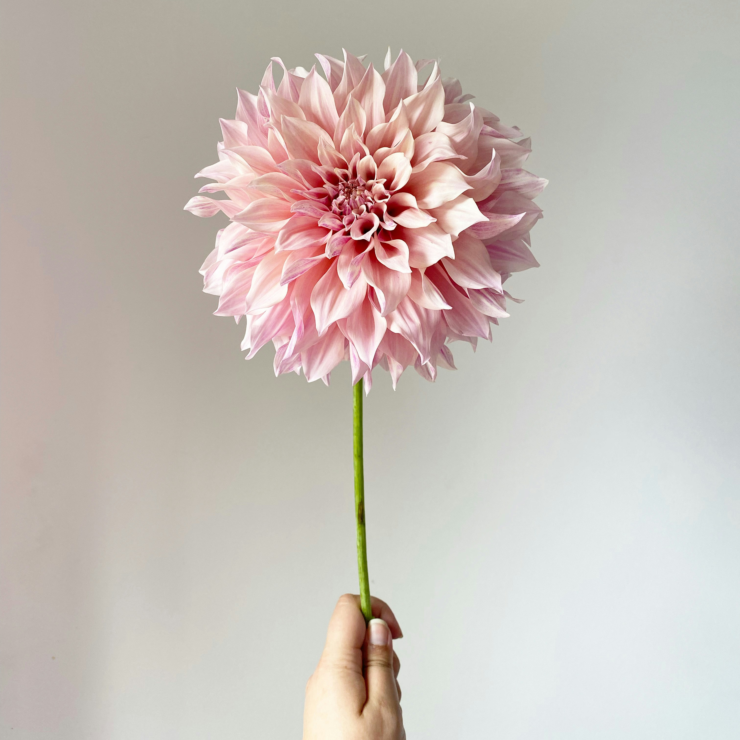 春の訪れと共に彩る花の贈り物