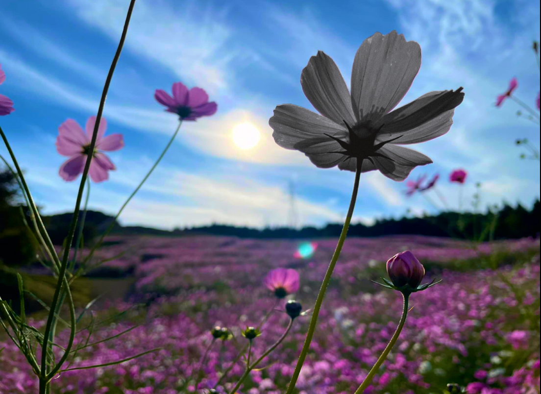 秋桜(コスモス)