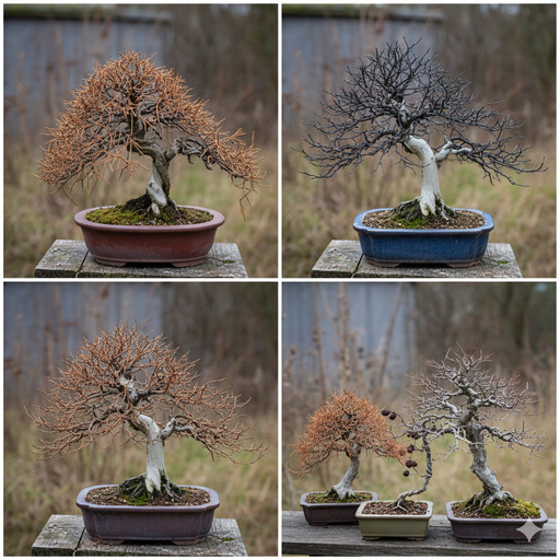 枯れてしまった盆栽の引き取りサービス