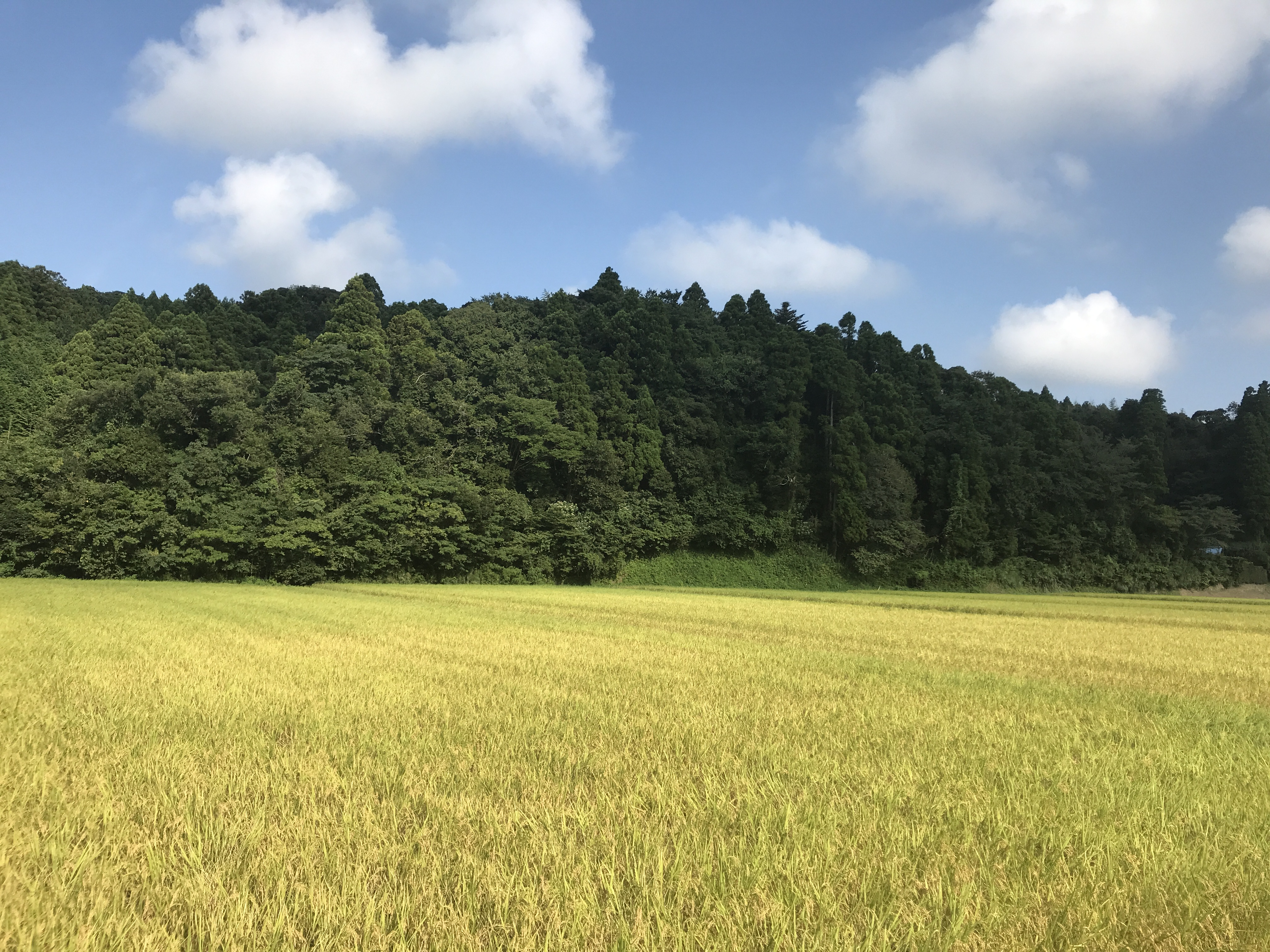 おやつの販売再開のお知らせ