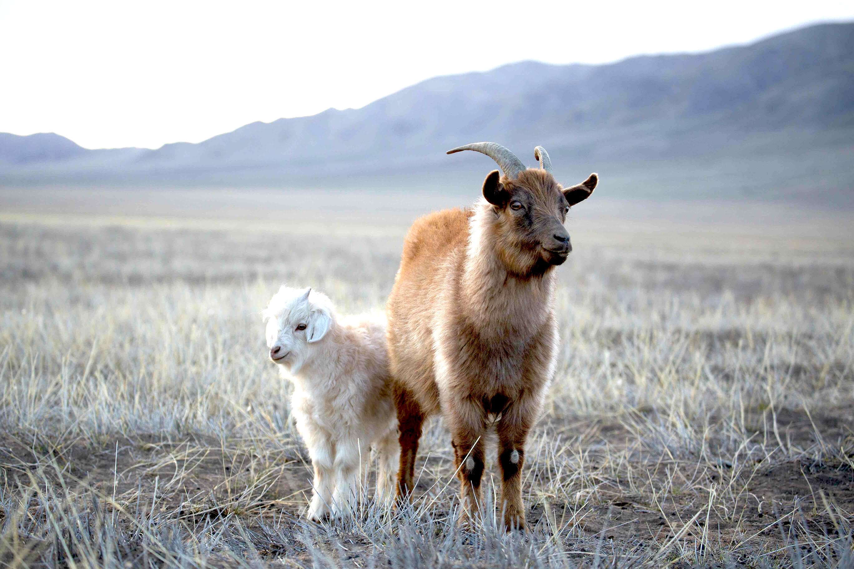 モンゴル山羊から採れるピュアカシミヤの品質とは？