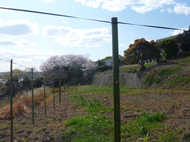 畑の準備はじまる