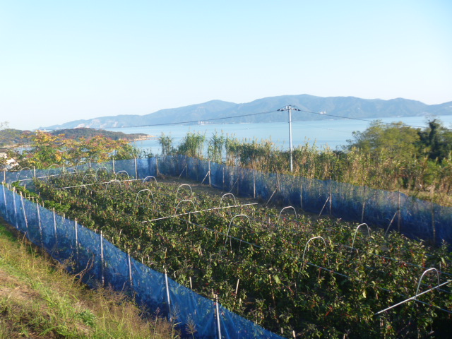 ナスとともに１年が終わる。