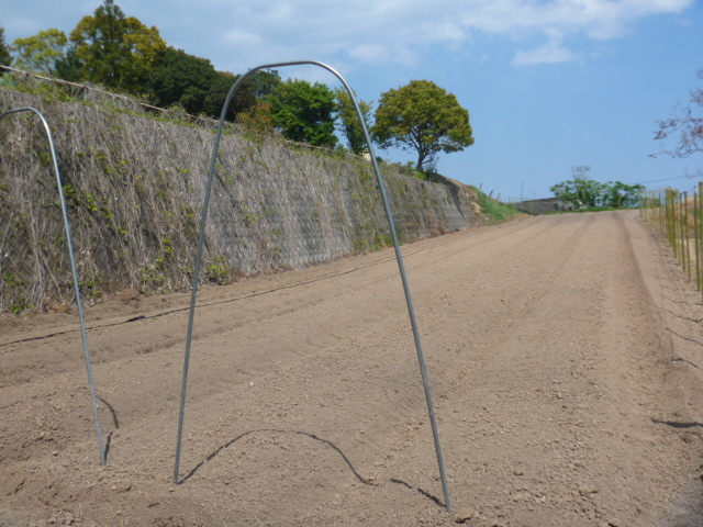 ナスの植え付け完了