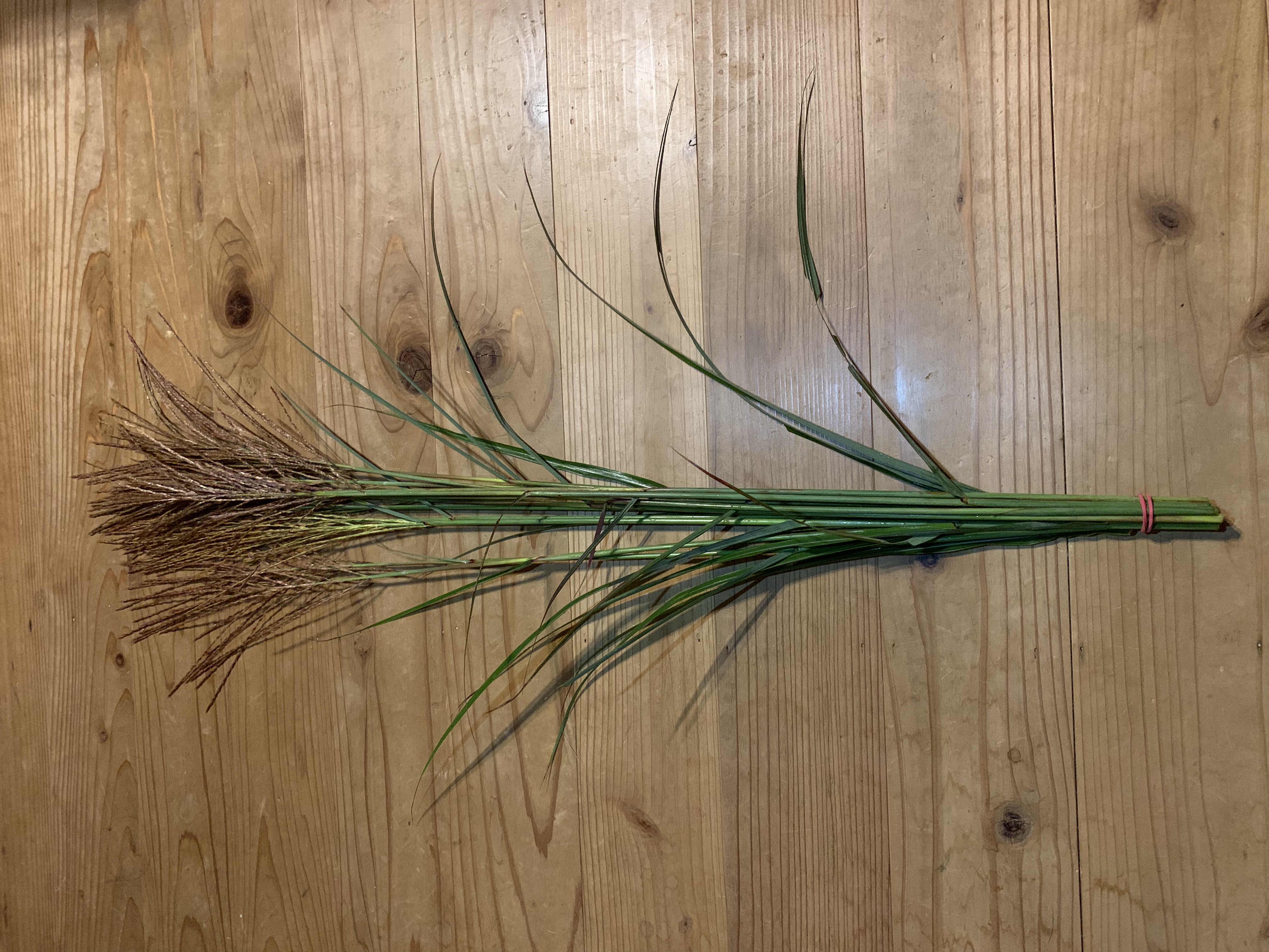 お月見様にススキはいかが?