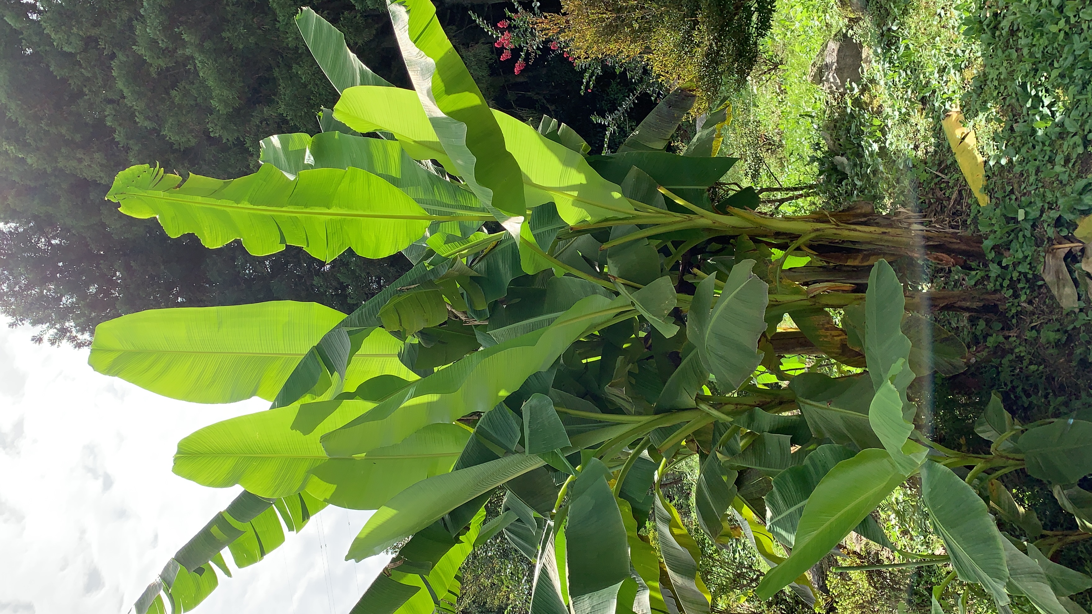 まだまだ元気です