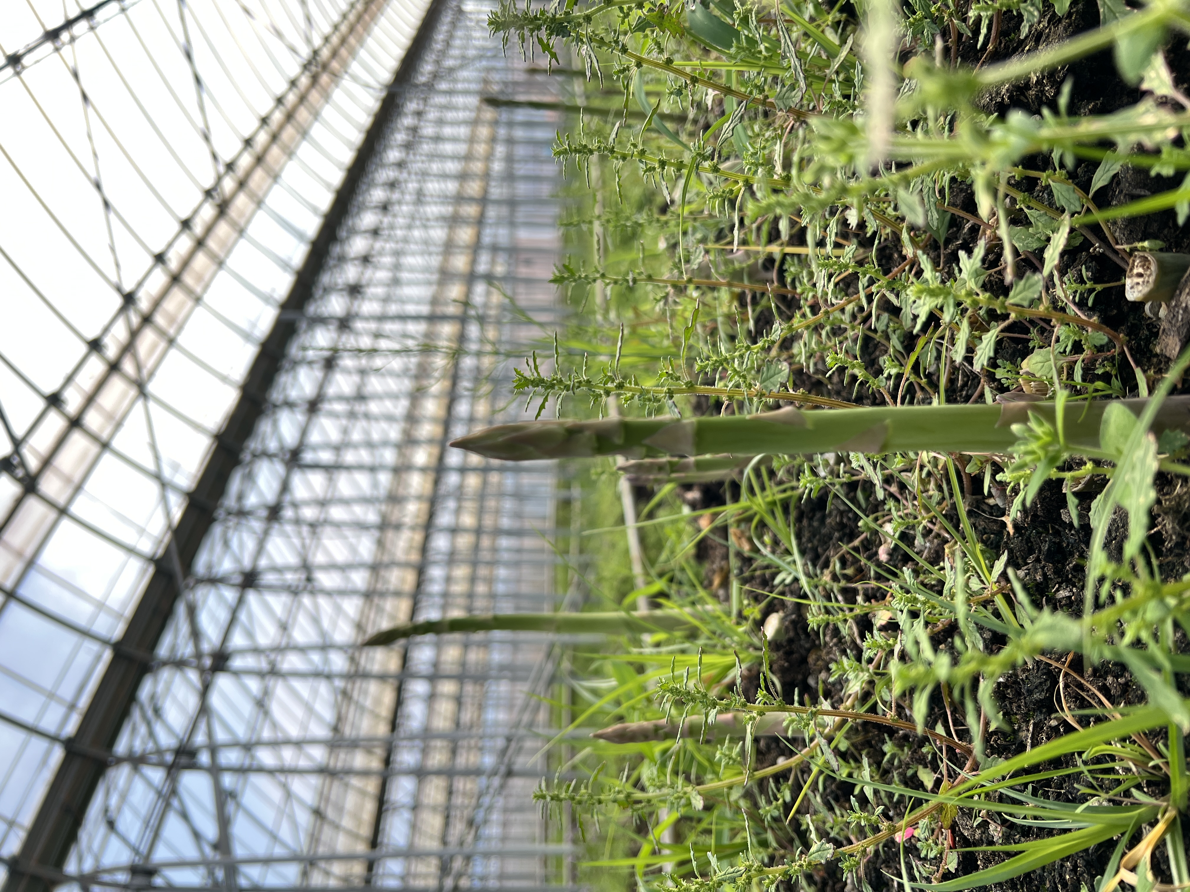 2025年アスパラシーズン終了！