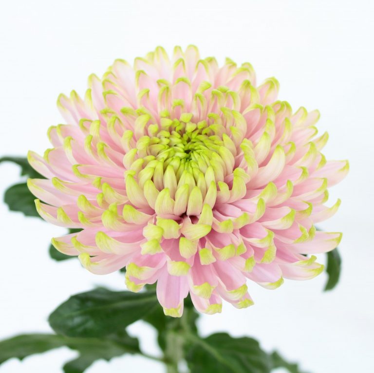 菊の重さ