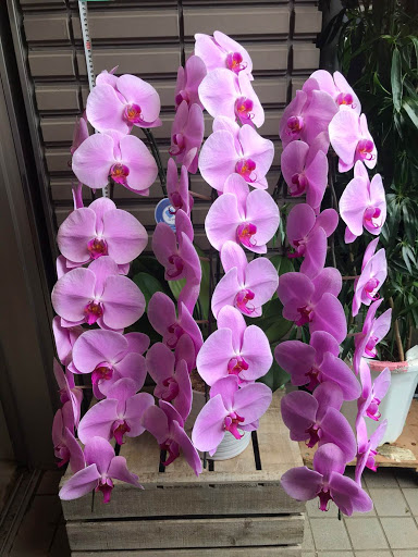 胡蝶蘭