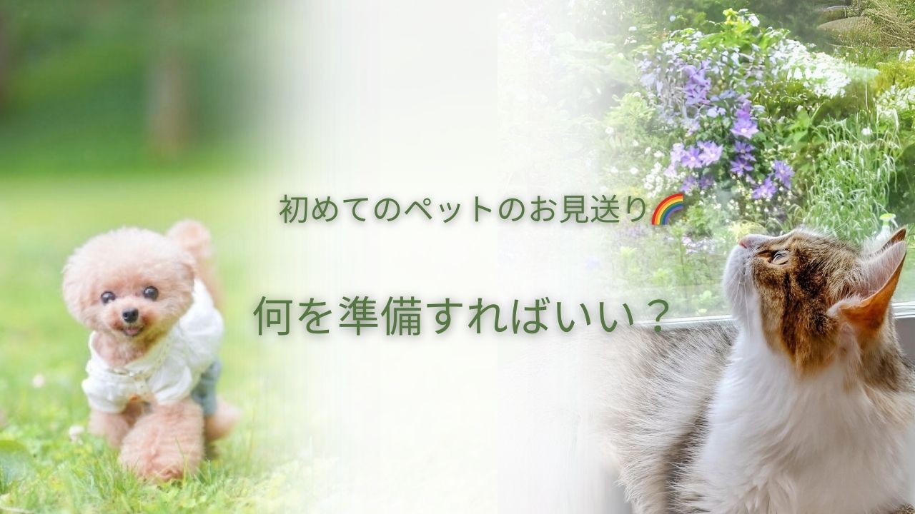 初めてのペットお見送り💐何を準備すればいい？