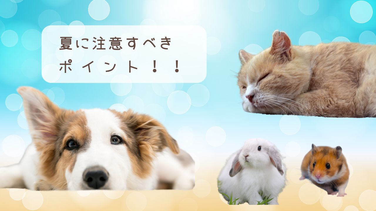 夏を楽しく過ごすために・・・