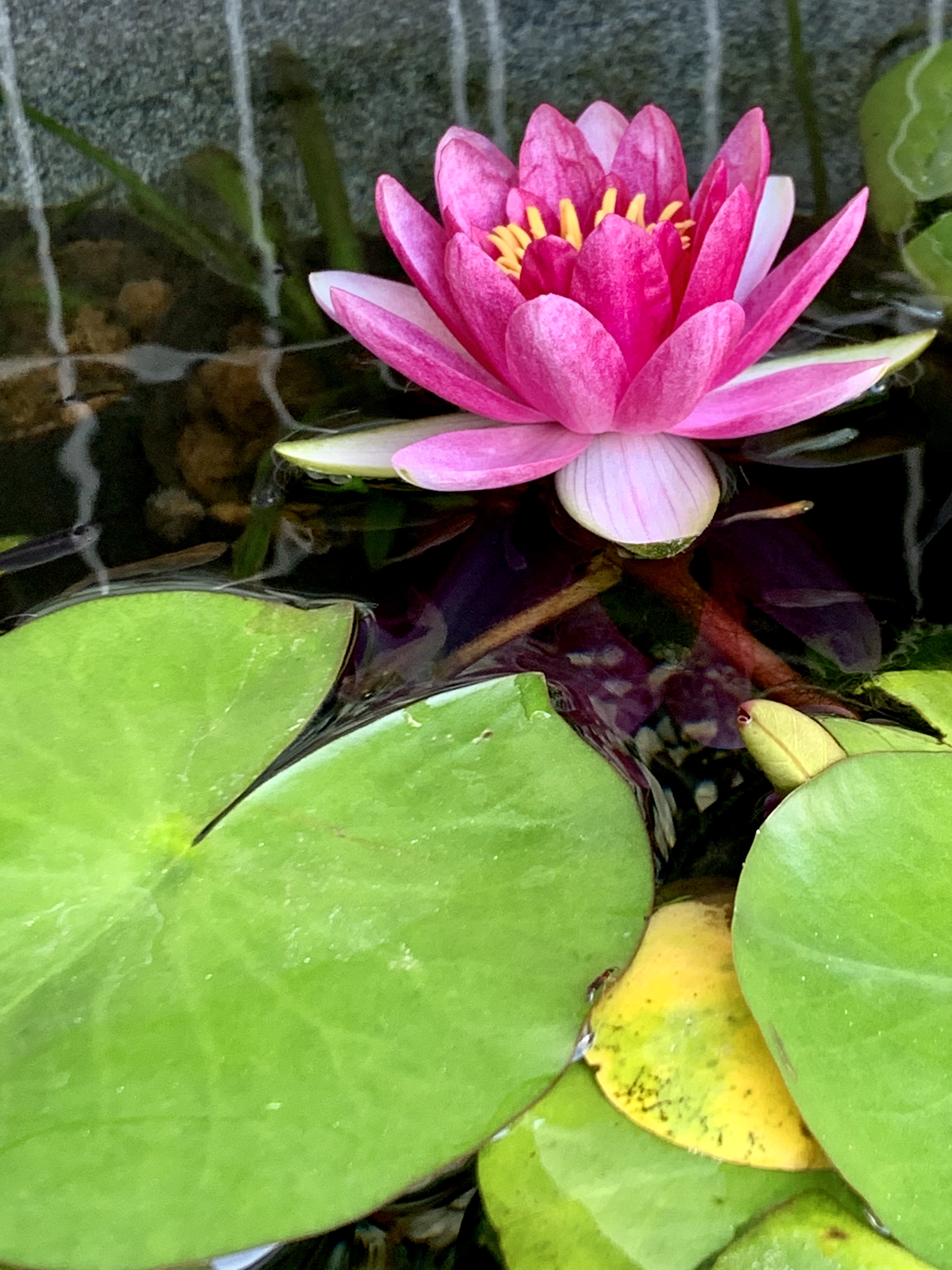 開花〜！