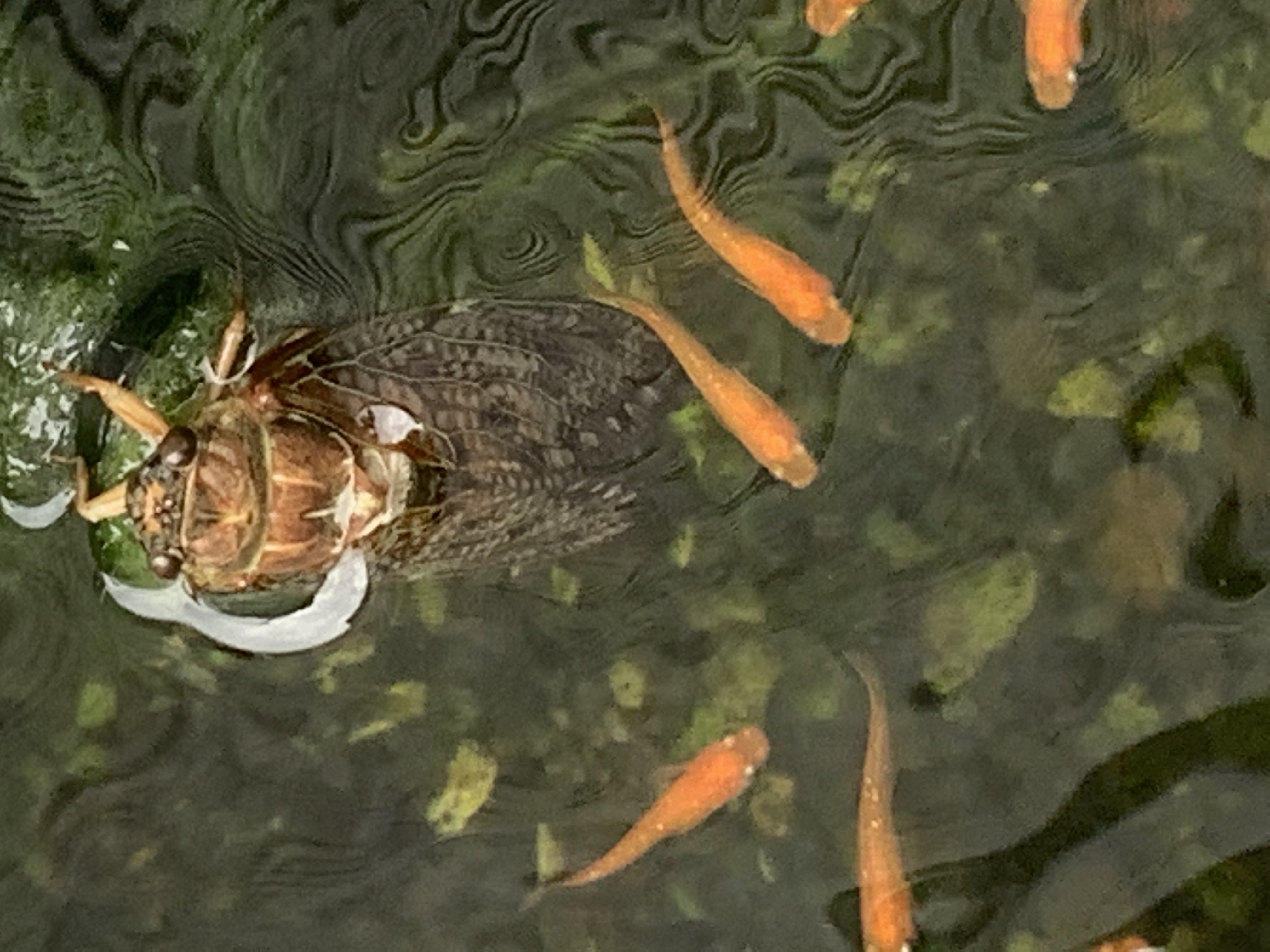 セミの水浴び？