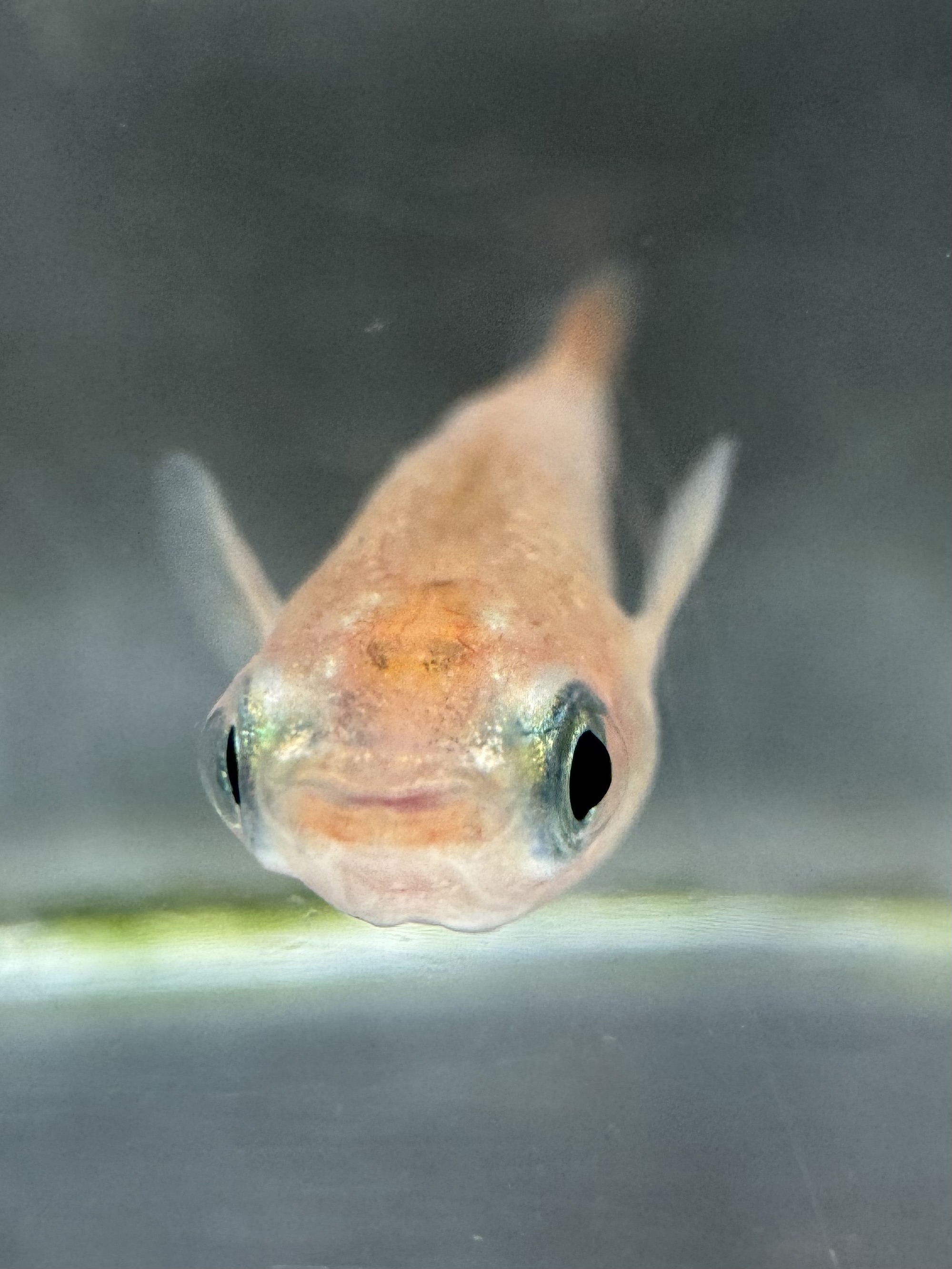 2026年メダカ販売開始！