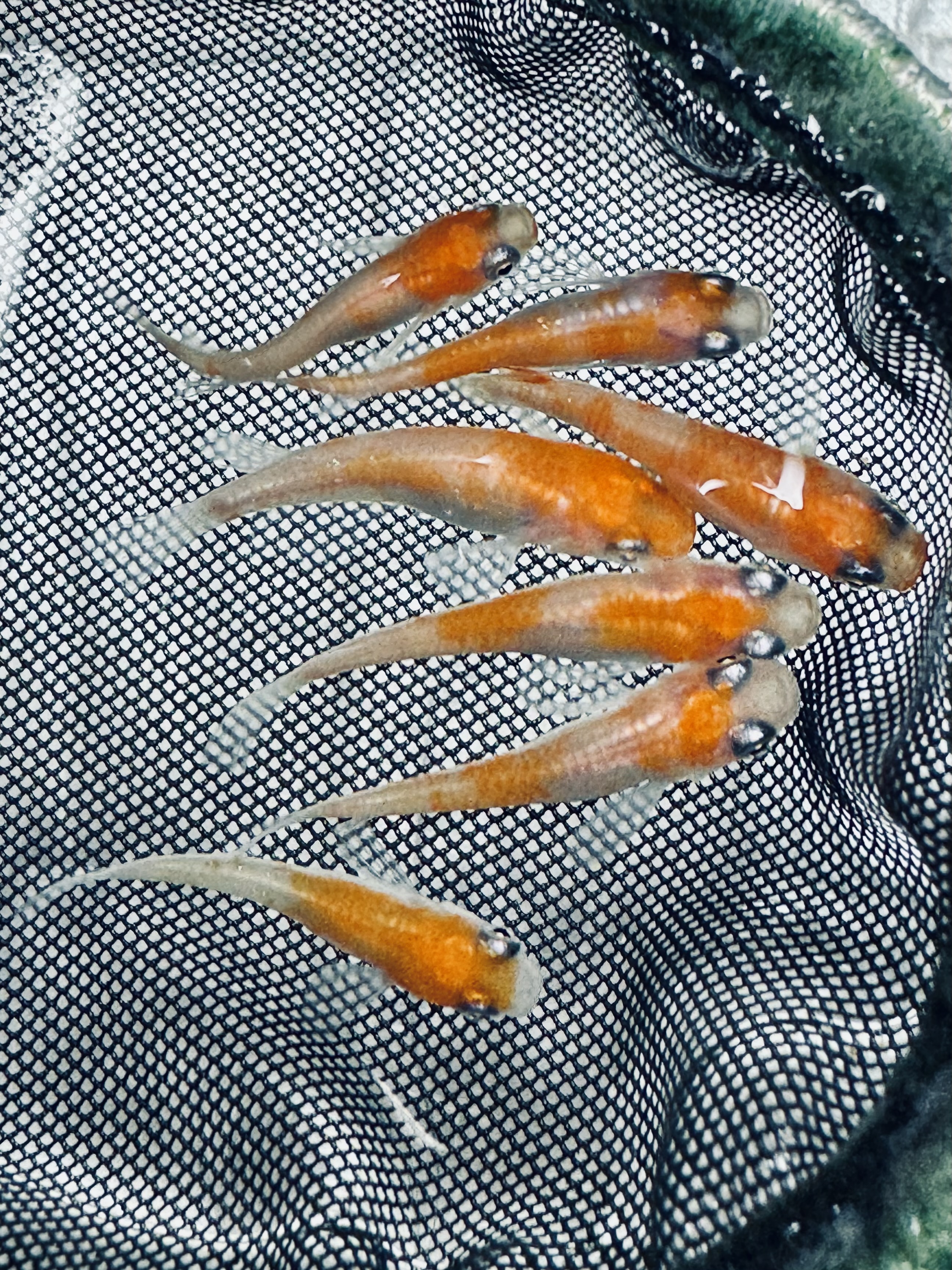 近況報告