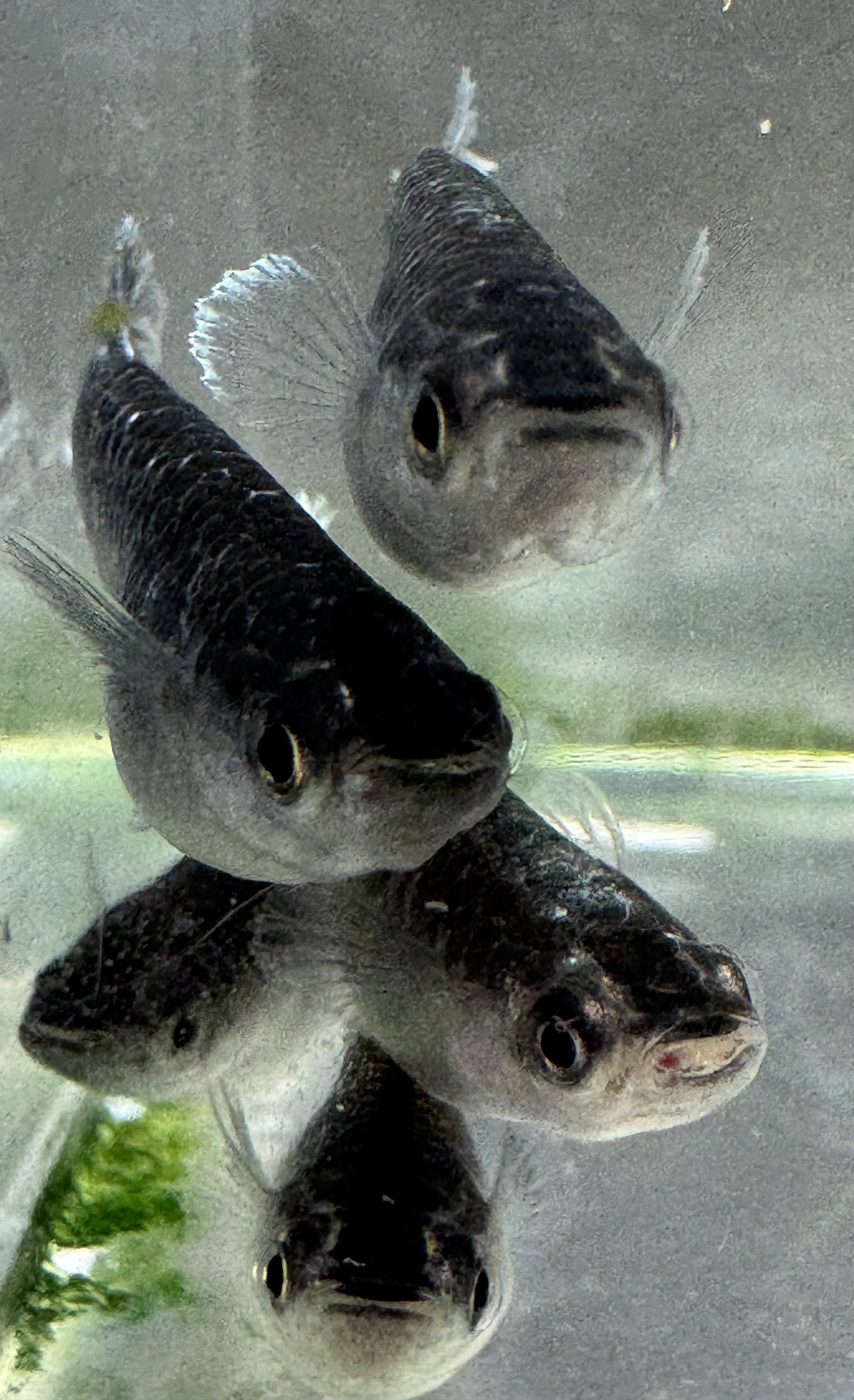 2025年メダカ生体販売終了のお知らせ