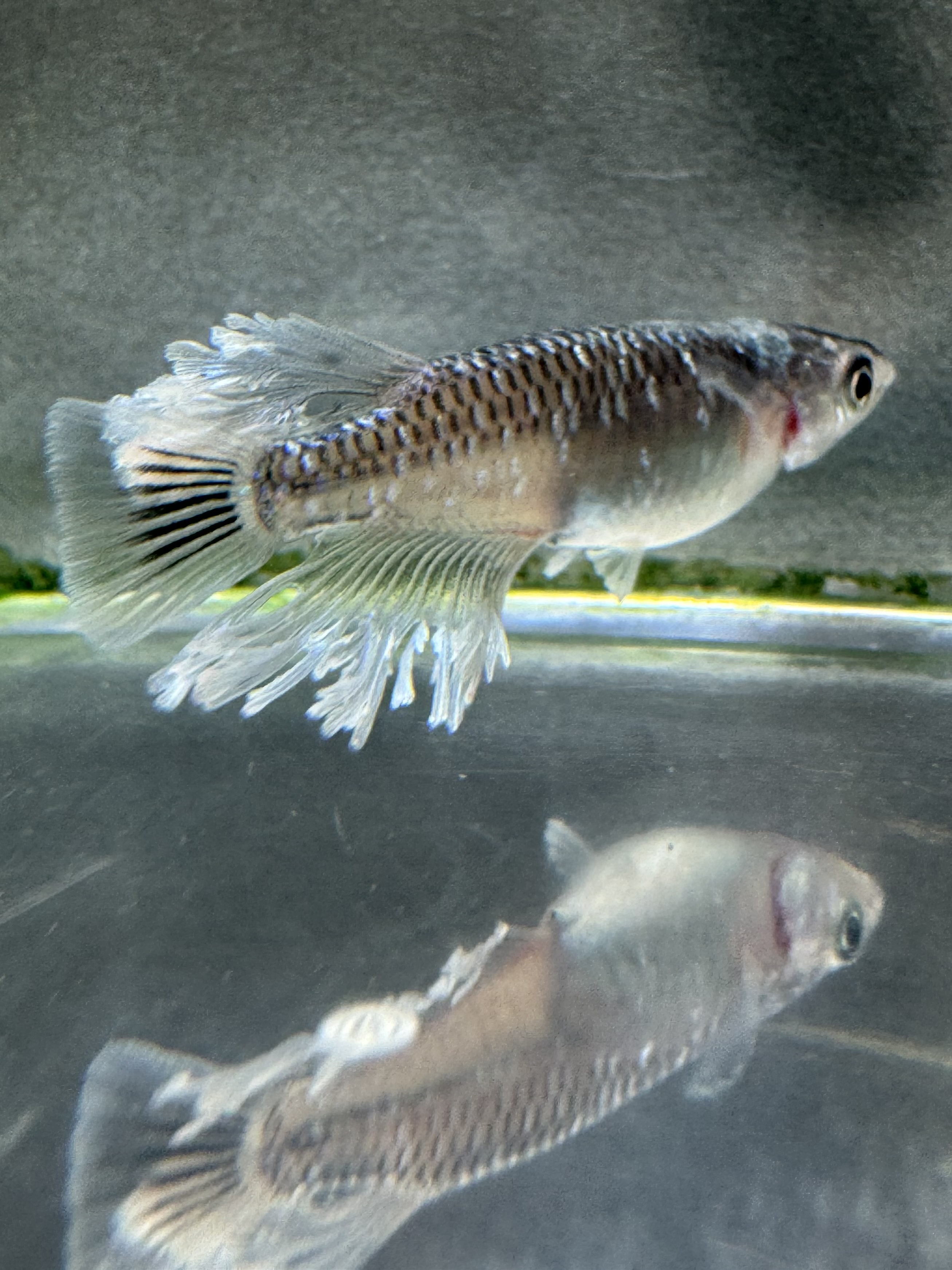 明けましておめでとうございます！