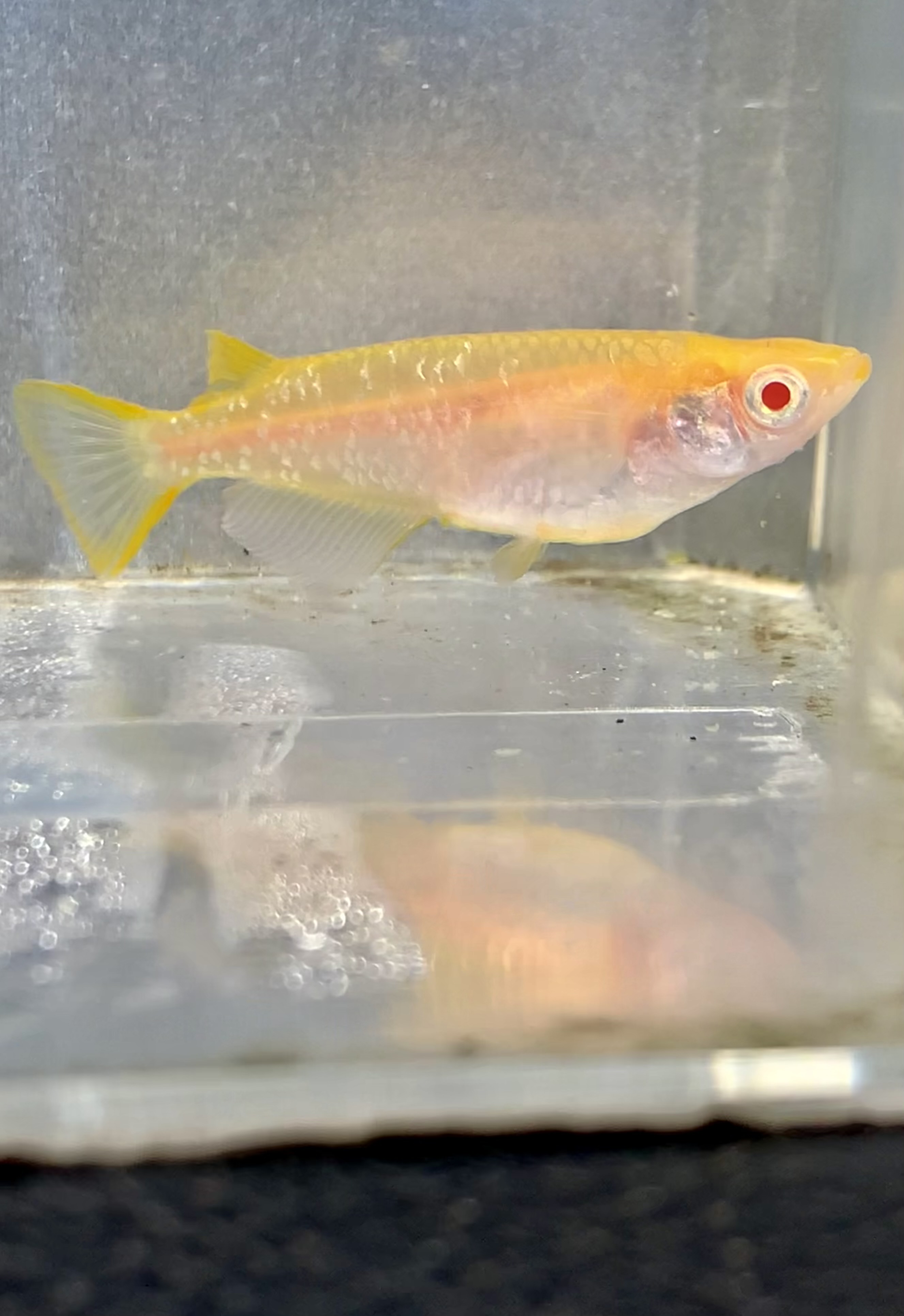 メダカの季節