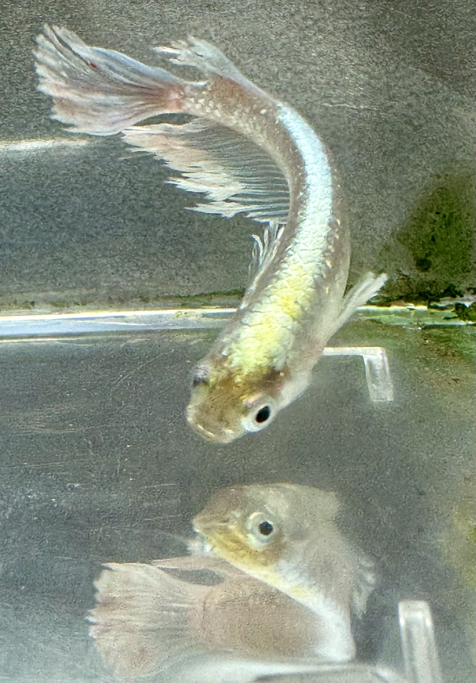 明けましておめでとうございます。