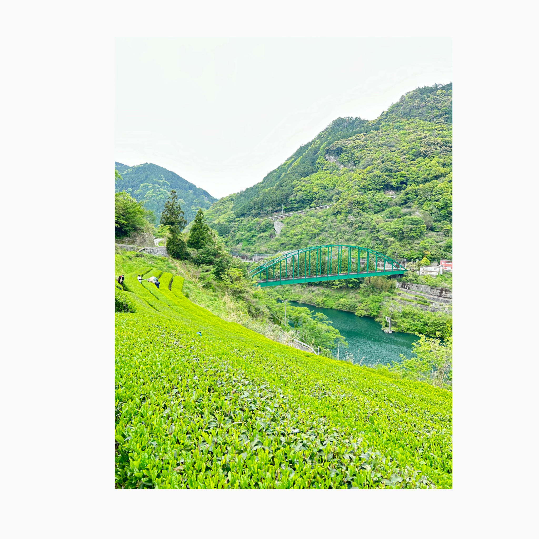 【一年に一度！新茶ご予約開始！】