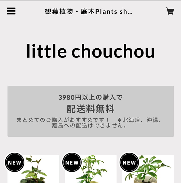リトルシュシュのオンラインストアではじめての観葉植物を育てよう