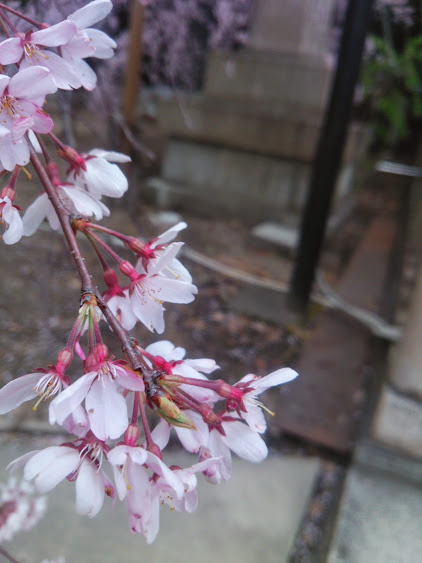 桜、満開！