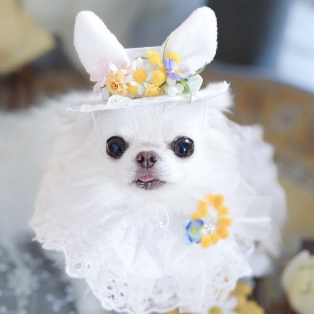 ご予約スタート！【LeReve】新作 ウサ耳イースター　ハット+チョーカーセット