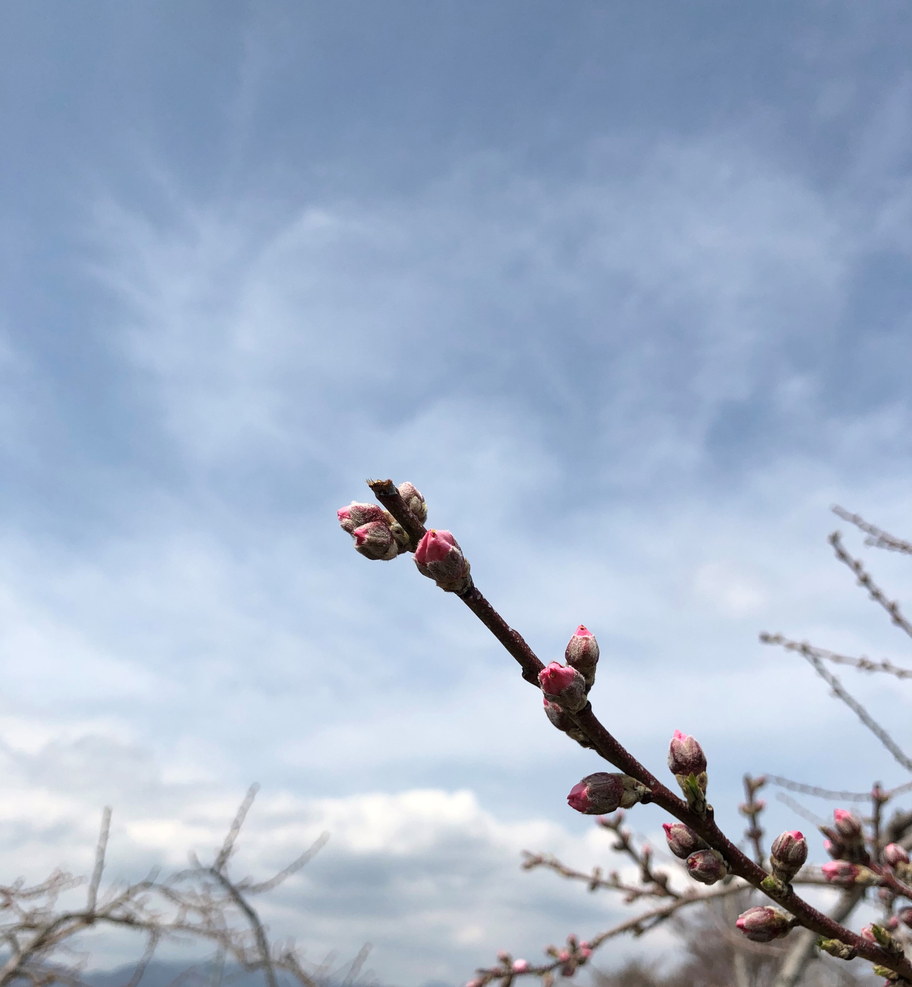 桃の芽が膨らんで来ました！