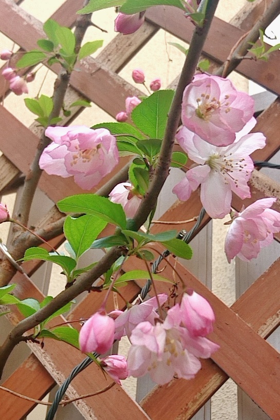 新年度が始まっています。
