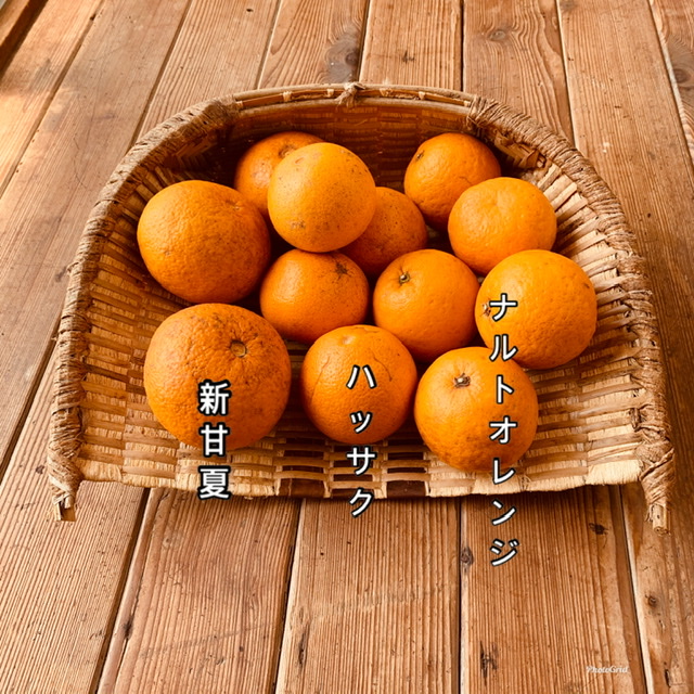 柑橘3種セット、2種セット、新甘夏の販売始めました