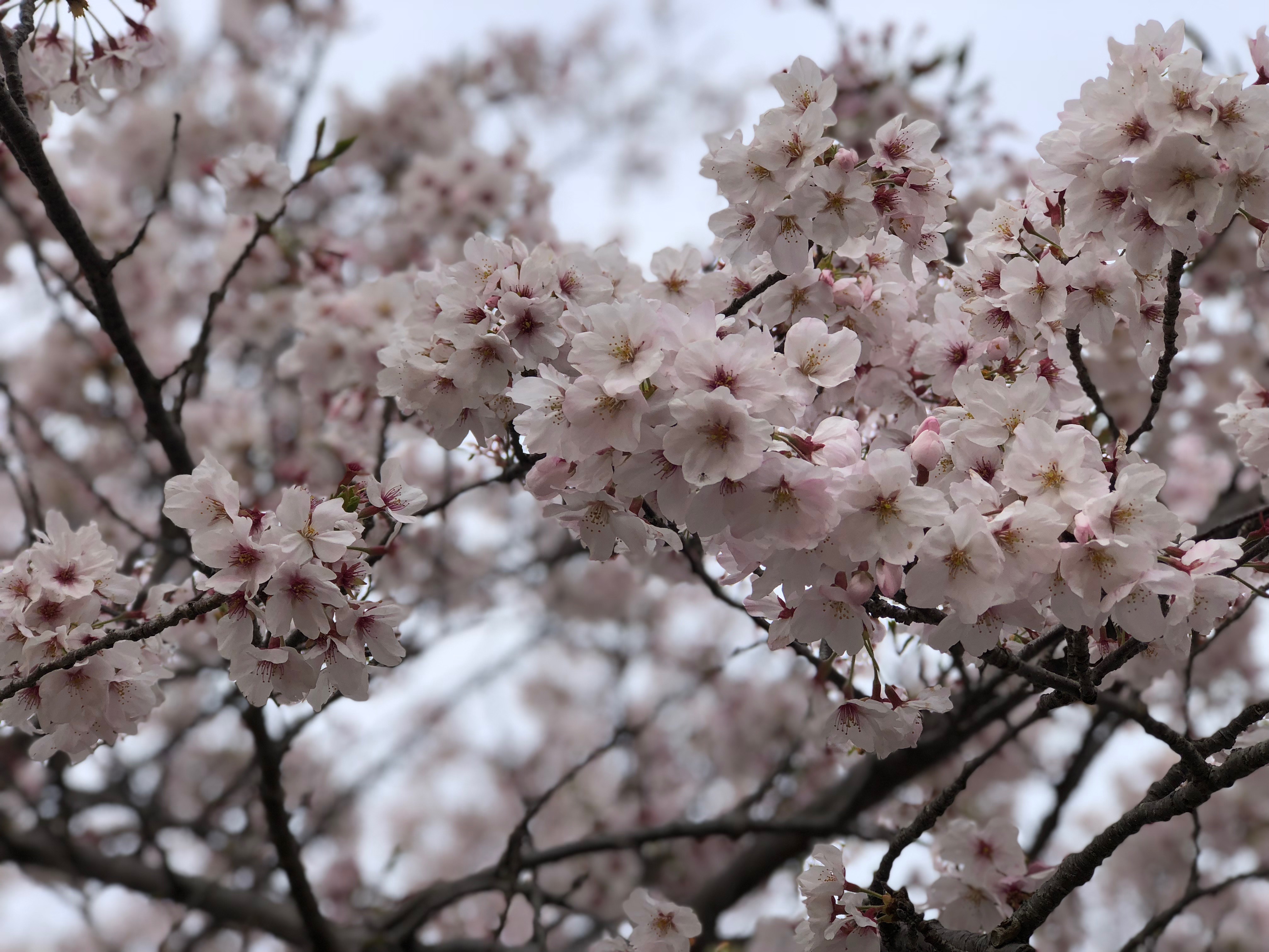 今年の桜は…