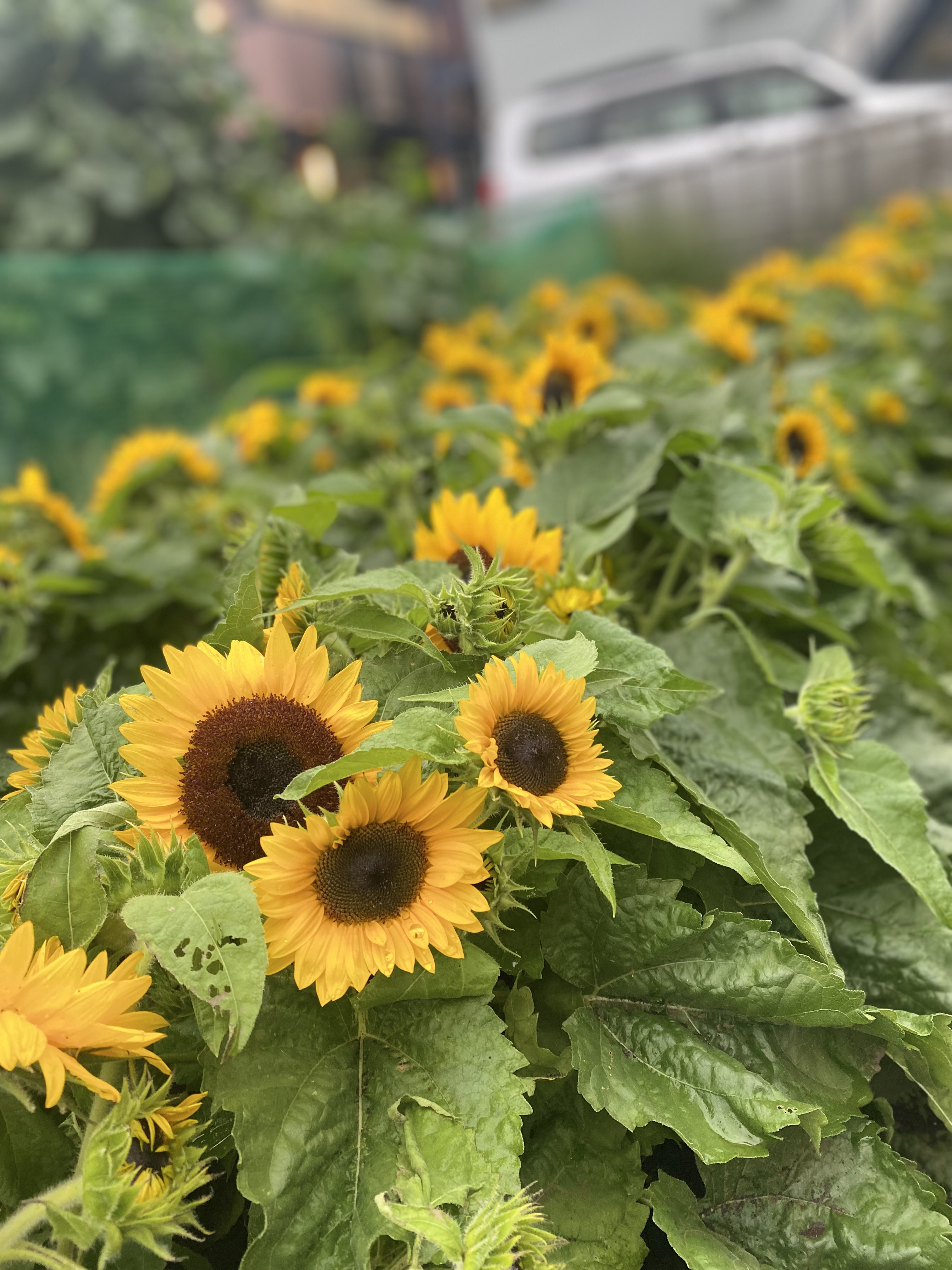1番好きな花です