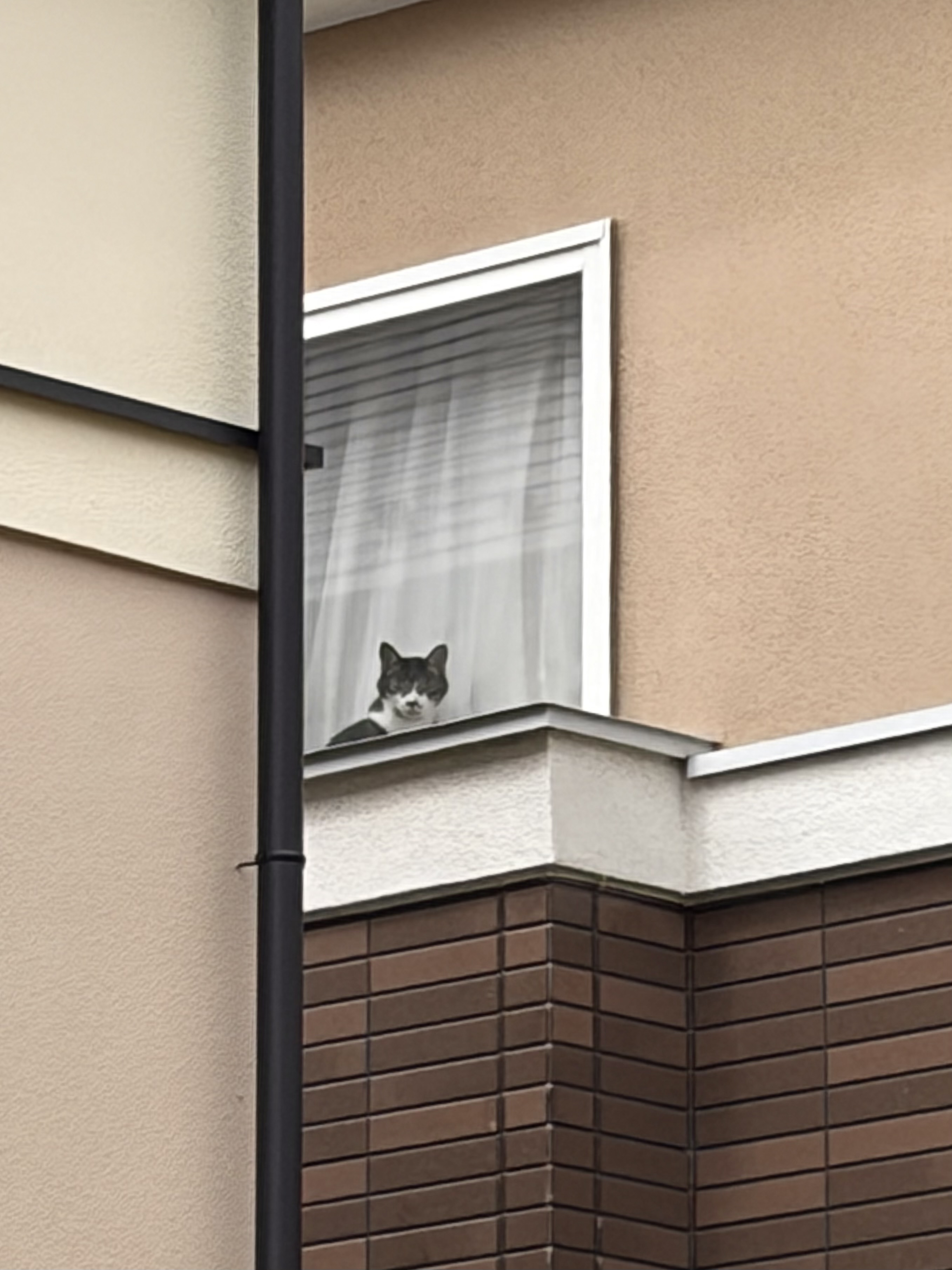 にゃるそっく