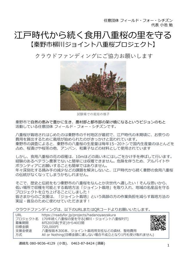 20日より八重桜プロジェクト資金集めスタート