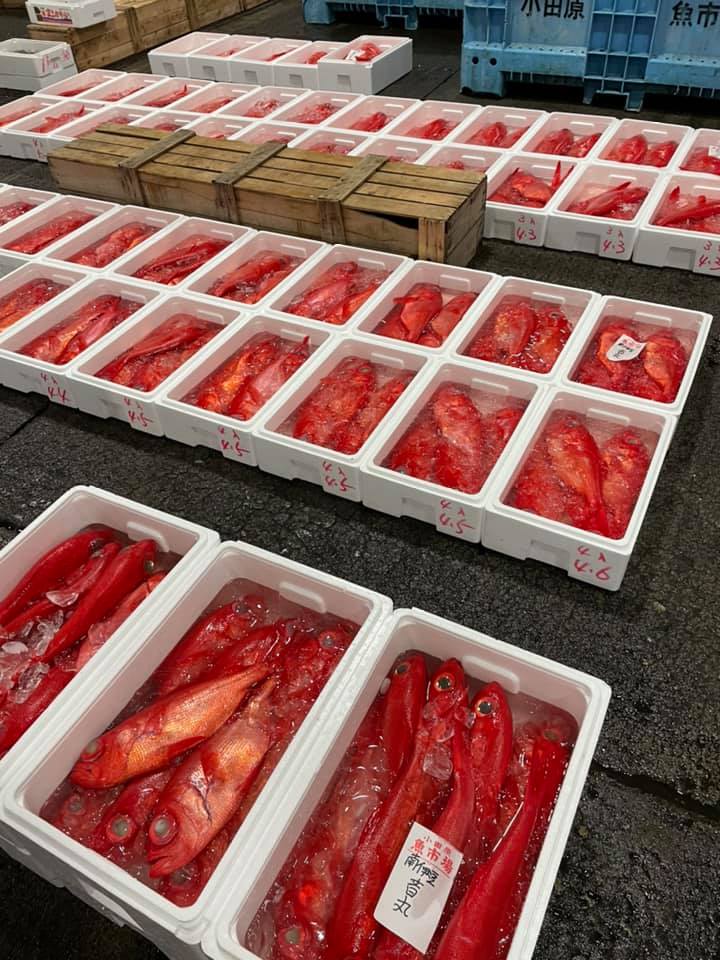 2021/3/13 小田原漁港 水揚げ情報