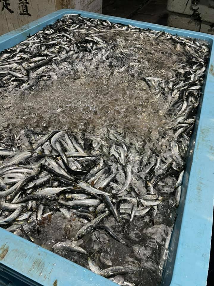 2021/3/30 小田原漁港 水揚げ情報