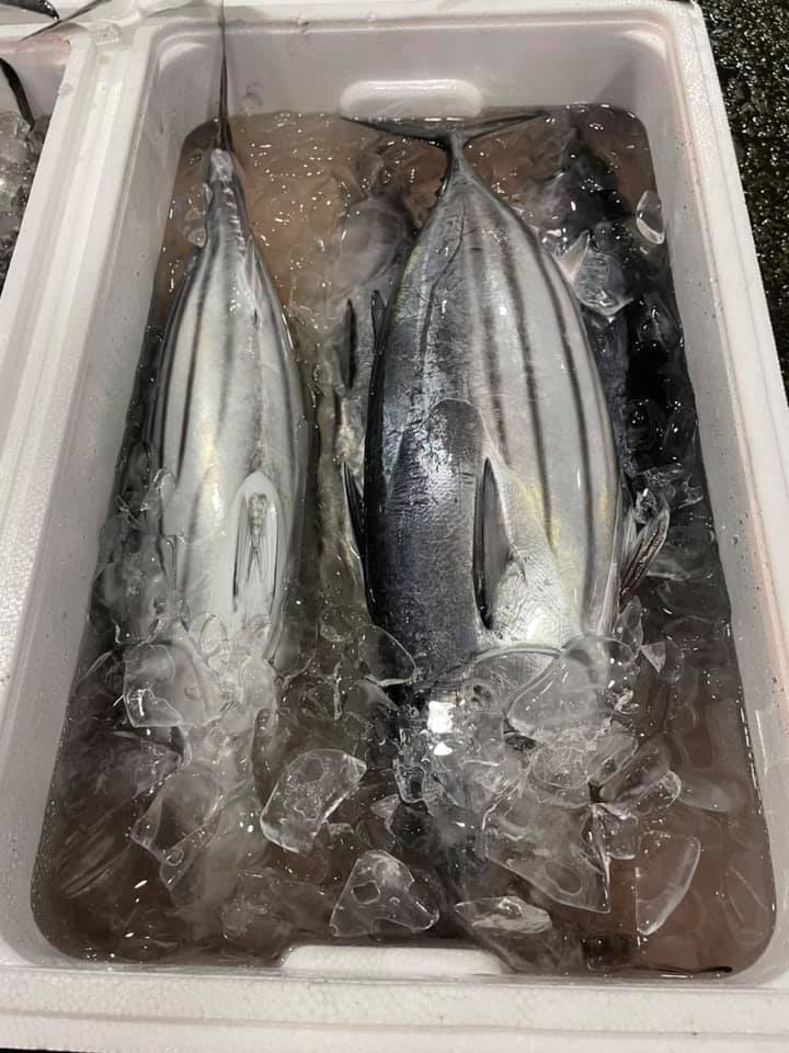 2021/5/21 小田原漁港 水揚げ情報