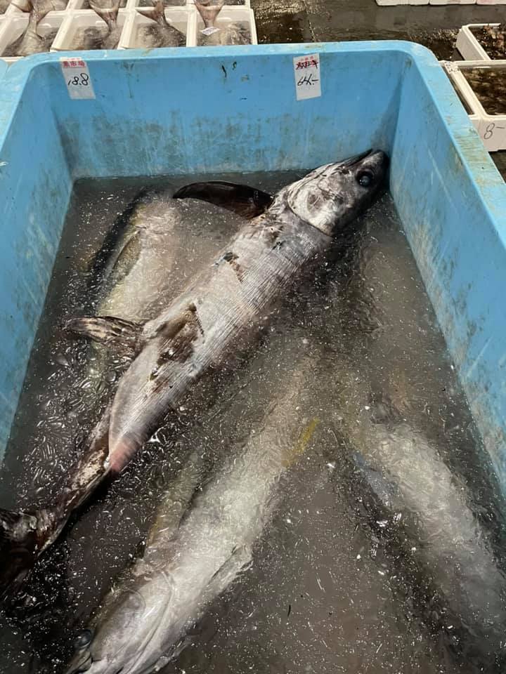 2021/8/23 小田原漁港 水揚げ情報