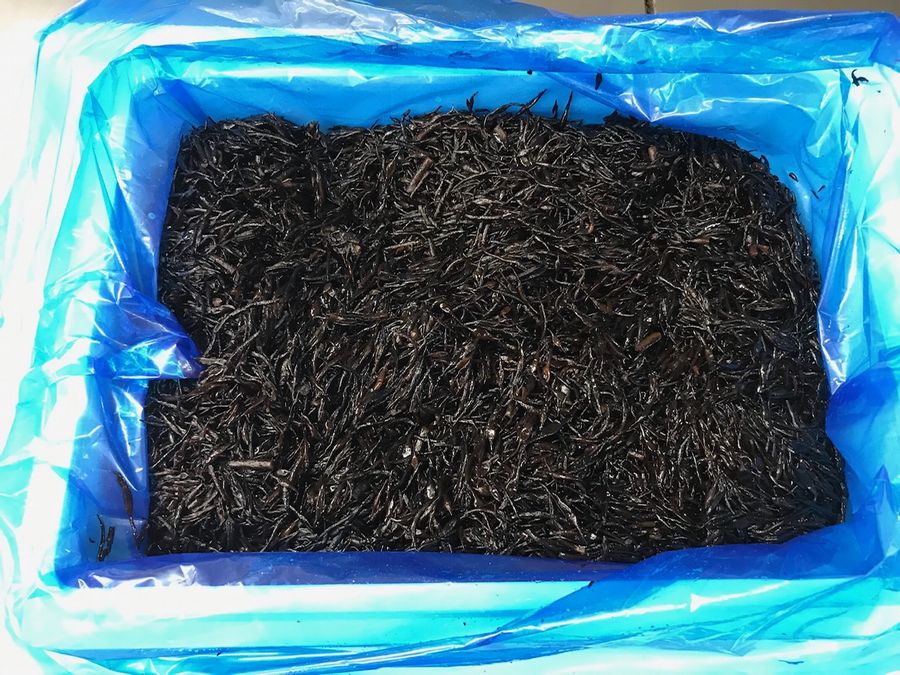 釜揚げ ひじき 【三重県産・2kg】煮物、サラダ、かき揚げ等にお使いください