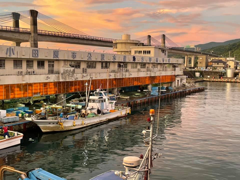 2021/8/21 小田原漁港 水揚げ情報